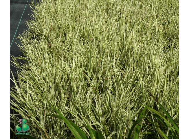 Holcus mollis   'Jackdaw's Cream'